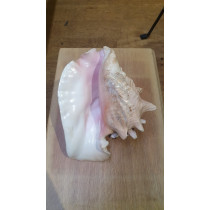Conch shell trumpet , extra large